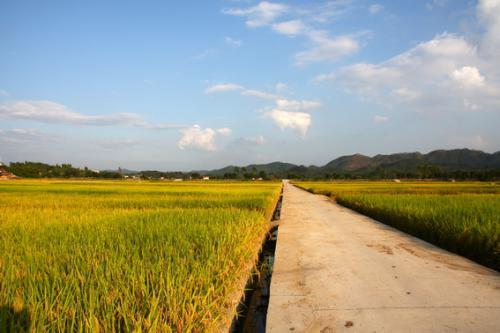 1-湖南省郴州市某縣千畝農(nóng)田鎘污染修復(fù)項(xiàng)目21.png